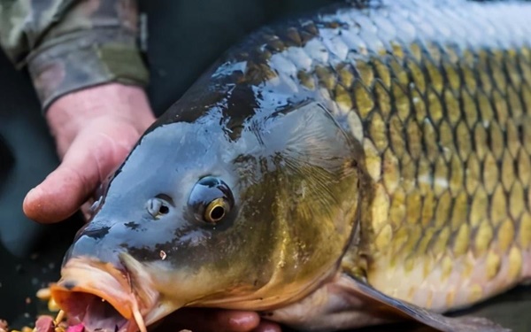 4 món quen ở chợ trông rất tươi ngon nhưng thực tế lại chứa cả ổ formaldehyde, người thông minh sẽ tránh xa chúng-4