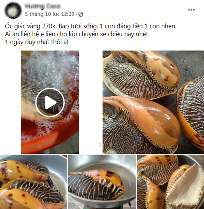 Hải sản kích thước khủng bất ngờ bán trên chợ mạng, nửa triệu/con khách đặt tới tấp-4