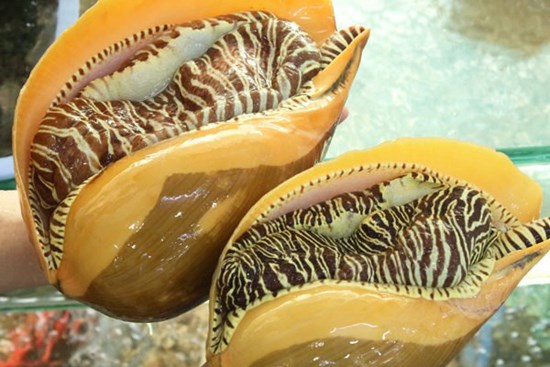 Hải sản kích thước 