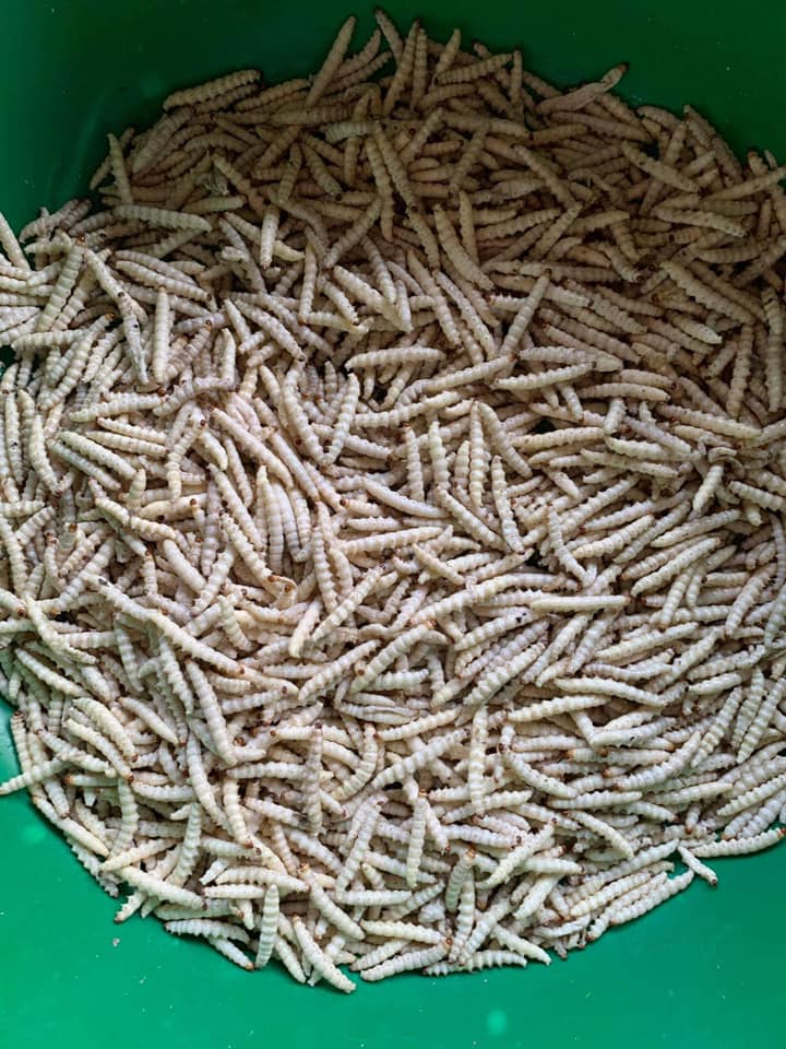 Giá sâu tre giá nửa triệu/kg nhưng các chị em vẫn mua về rang lá chanh đãi chồng làm mồi nhắm-2