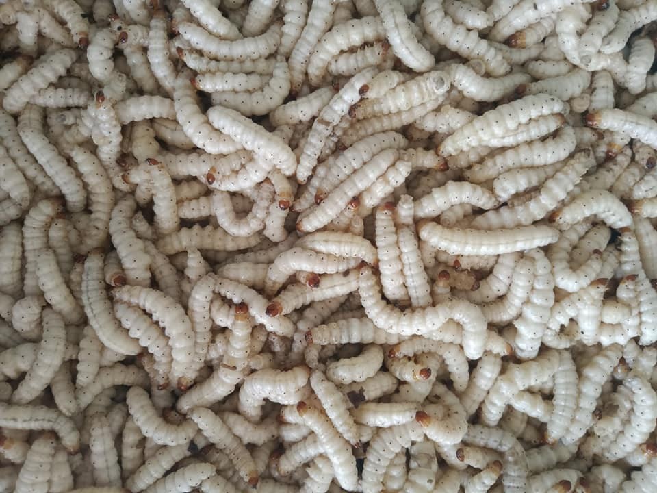 Giá sâu tre giá nửa triệu/kg nhưng các chị em vẫn mua về rang lá chanh đãi chồng làm mồi nhắm-3