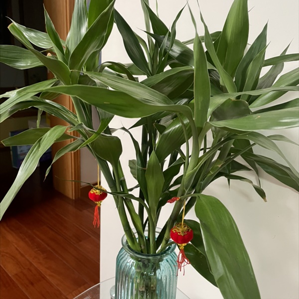 6 cây cảnh phong thủy, cải thiện vận may, hóa giải tà khí trong nhà-1