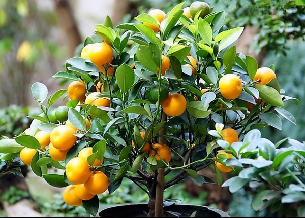 6 cây cảnh phong thủy, cải thiện vận may, hóa giải tà khí trong nhà-2