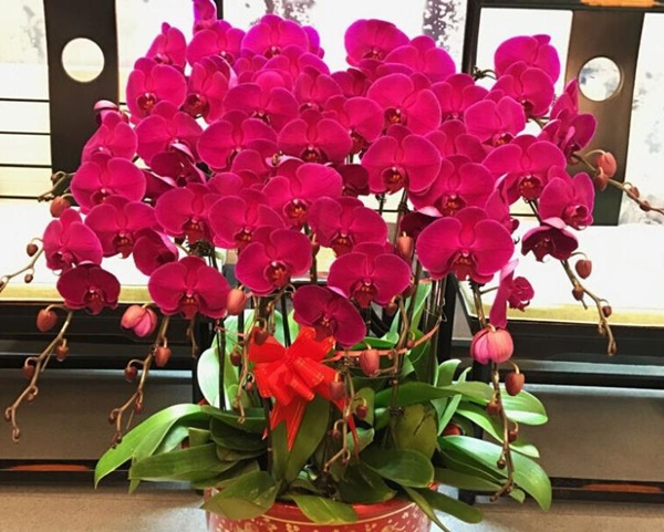 6 cây cảnh phong thủy, cải thiện vận may, hóa giải tà khí trong nhà-3