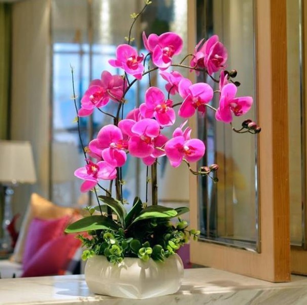 6 cây cảnh phong thủy, cải thiện vận may, hóa giải tà khí trong nhà-5