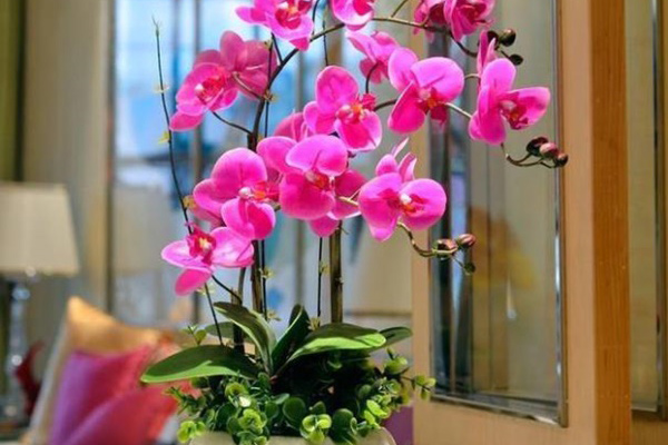 Làm hồ cá trong sân nhà hình gì thì có thể phát tài?-4