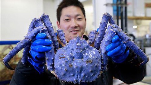 Con cua tím vừa xuất hiện ở TP.HCM quý hiếm cỡ nào?-2