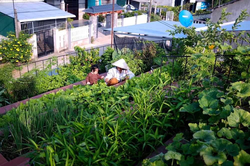 Nhà Mái Đỏ ở Quảng Ngãi thắng giải do tạp chí Quốc tế bình chọn: Nếp sống làng quê tái hiện bằng vườn trên mái, bếp củi và khu nuôi gà giữa căn nhà đầy chất nghệ-5