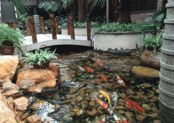 Làm hồ cá trong sân nhà hình gì thì có thể phát tài?-2