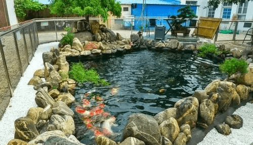 Làm hồ cá trong sân nhà hình gì thì có thể phát tài?-3