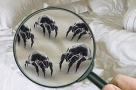 Không cần giặt, bạn cũng có thể loại bỏ các loại bọ mạt trên chăn ga gối nhanh chóng, không sót một con nhờ cách đơn giản này