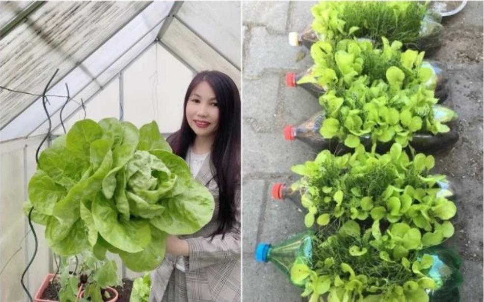 Rắc muối lên vườn rau quanh nhà, con dâu khiến mẹ chồng mở mang tầm mắt khi thấy rau xanh non mỡ màng-1