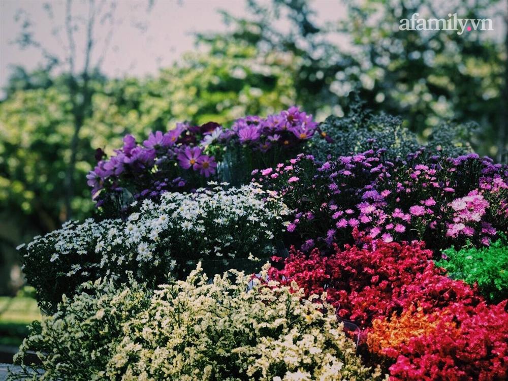 Cúc họa mi xuống phố đầu mùa nở căng đẹp, bó to 10 cành có giá 100 ngàn-3