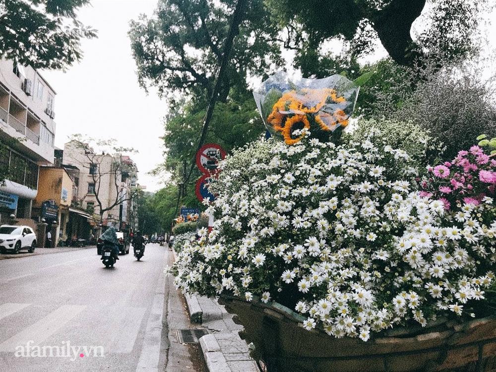 Cúc họa mi xuống phố đầu mùa nở căng đẹp, bó to 10 cành có giá 100 ngàn-6