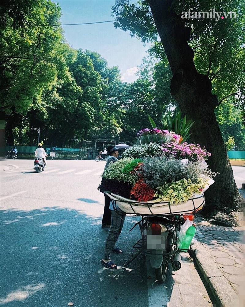 Cúc họa mi xuống phố đầu mùa nở căng đẹp, bó to 10 cành có giá 100 ngàn-7