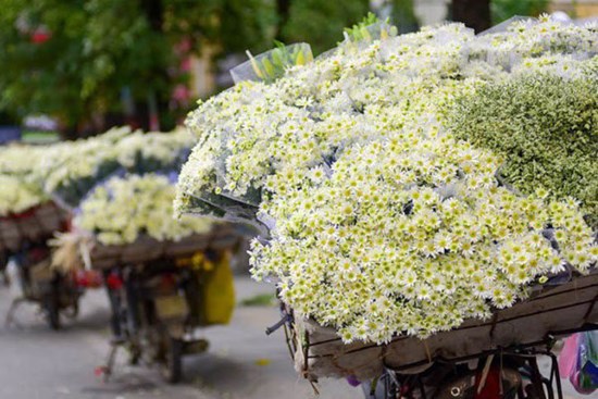 Cúc họa mi xuống phố đầu mùa nở căng đẹp, bó to 10 cành có giá 100 ngàn