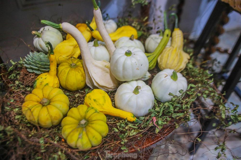 Người dân Thủ đô săn bí ngô siêu khổng lồ giá chục triệu để trang trí Halloween-12