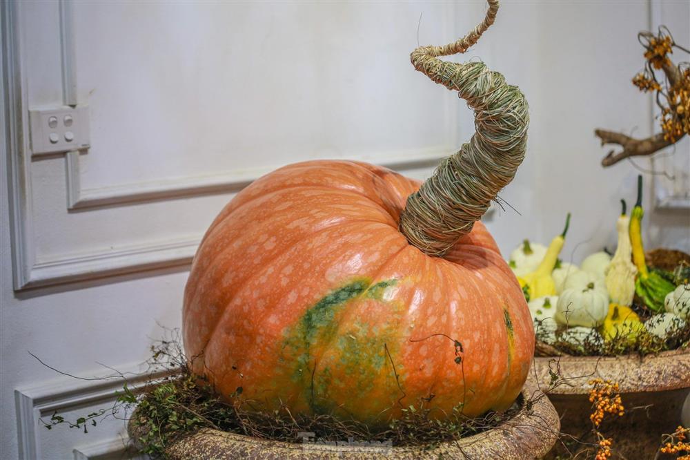 Người dân Thủ đô săn bí ngô siêu khổng lồ giá chục triệu để trang trí Halloween-3