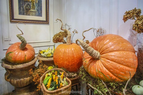 Người dân Thủ đô săn bí ngô 'siêu khổng lồ' giá chục triệu để trang trí Halloween