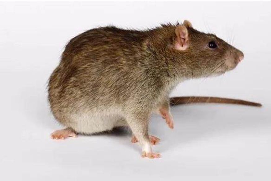 Đừng dùng thuốc diệt chuột mà áp dụng ngay phương pháp này, tất cả chuột đều tự bỏ đi xa-1