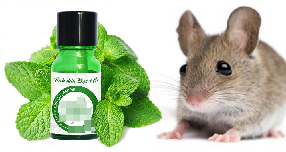 Đừng dùng thuốc diệt chuột mà áp dụng ngay phương pháp này, tất cả chuột đều tự bỏ đi xa-8