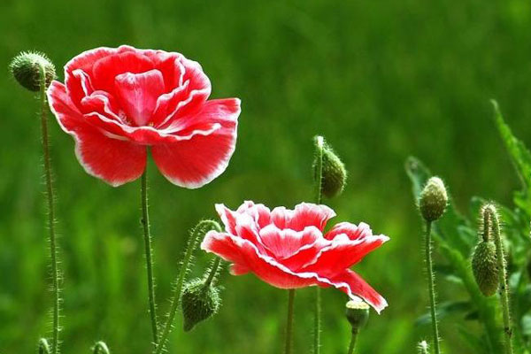 Người sinh ngày này được quý nhân che chở, năm 2022 hưởng bình an, giàu sang đi theo suốt đời, là phúc ấm của gia đình-4