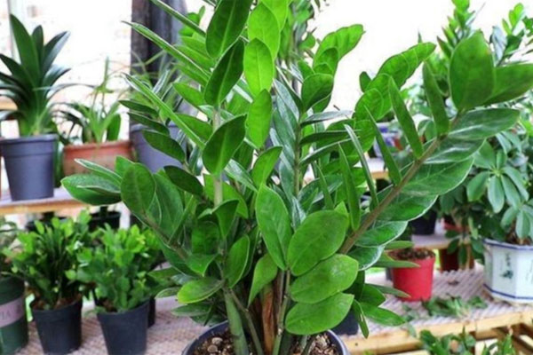 Những loại&nbsp;cây&nbsp;cảnh có thể sống sót ngay cả ở góc tối tăm nhất trong nhà bạn-7