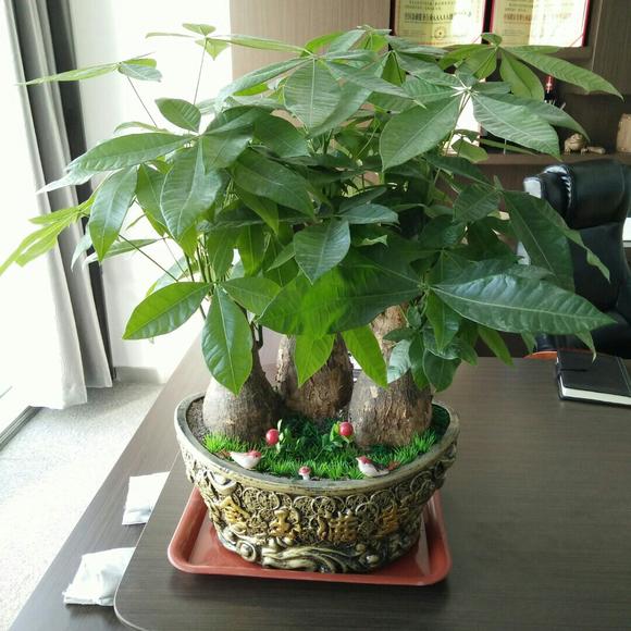 Mùa đông, 3 cây cảnh này càng lạnh lá càng sáng bóng, xanh tốt-3