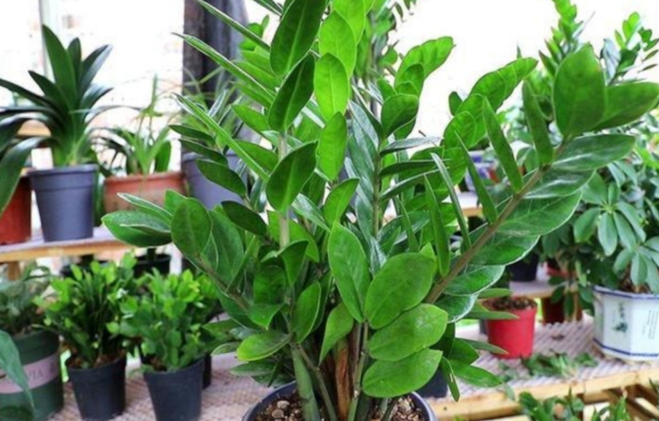 Mùa đông, 3 cây cảnh này càng lạnh lá càng sáng bóng, xanh tốt-1