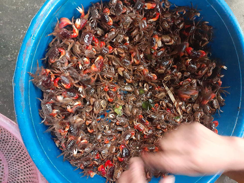 Loài cua lạ chân đỏ rực lại mọc lông đang gây sốt chợ-2