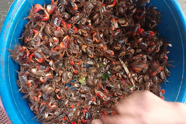 Cận cảnh loài sò khổng lồ nặng 3 tạ, giá đắt đỏ của Việt Nam-8