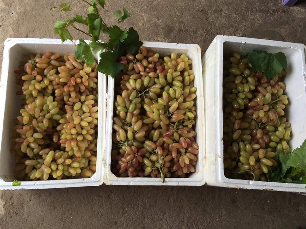 5 loại quả xuất xứ từ Trung Quốc vẫn được nhiều bà nội trợ lùng mua vì ngon mắt lại ăn sướng mồm-3