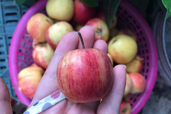 Hà Nội: Giá rau xanh tăng chóng mặt, có loại lên đến 170.000 đồng/kg, đắt hơn cả thịt lợn-4