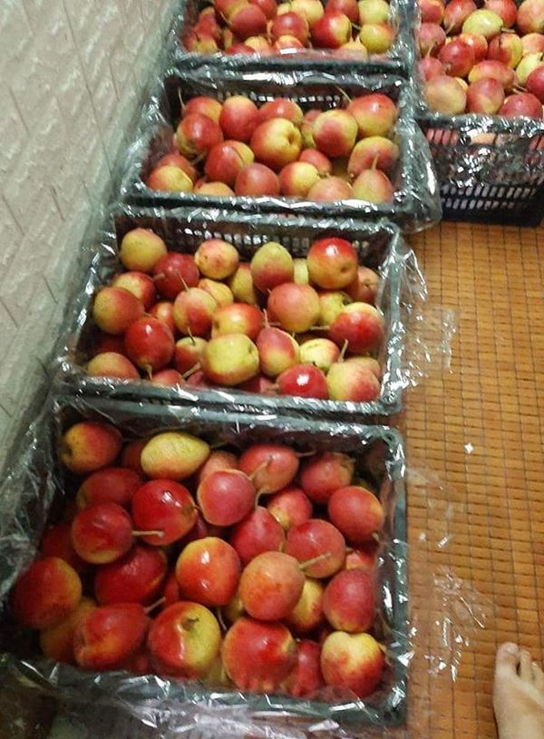 Lê má hồng ngọt giòn giá rẻ hút khách, chị em háo hức đặt mua cả yến về ăn dần-3