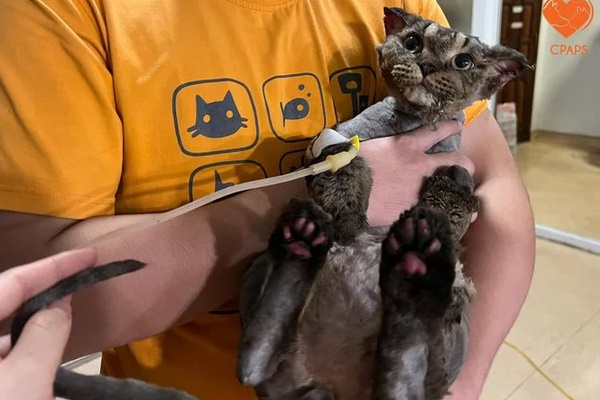 Có vô số điều khó hiểu mà chỉ những người xem chó mèo là con cái mới có thể làm được!-9