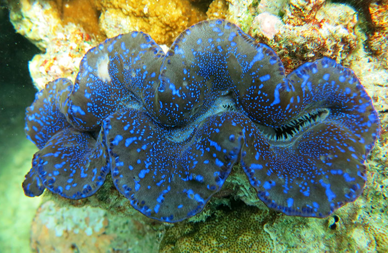 Cận cảnh loài sò khổng lồ nặng 3 tạ, giá đắt đỏ của Việt Nam-5