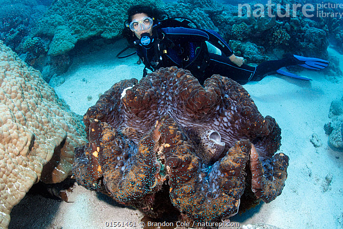 Cận cảnh loài sò khổng lồ nặng 3 tạ, giá đắt đỏ của Việt Nam-2