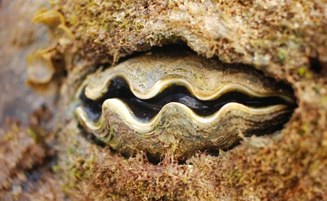 Cận cảnh loài sò khổng lồ nặng 3 tạ, giá đắt đỏ của Việt Nam-3