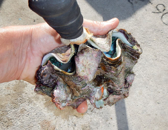 Cận cảnh loài sò khổng lồ nặng 3 tạ, giá đắt đỏ của Việt Nam-4