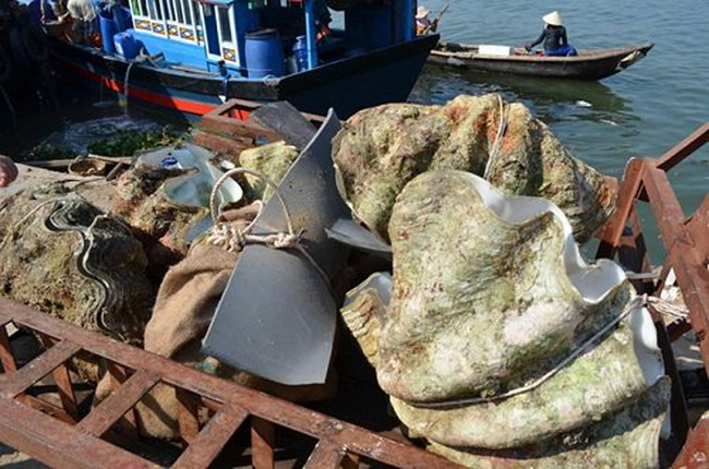 Cận cảnh loài sò khổng lồ nặng 3 tạ, giá đắt đỏ của Việt Nam-6