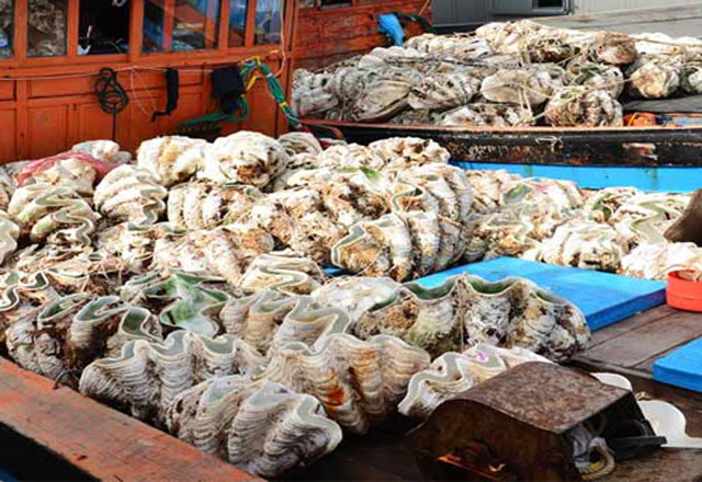 Cận cảnh loài sò khổng lồ nặng 3 tạ, giá đắt đỏ của Việt Nam-7
