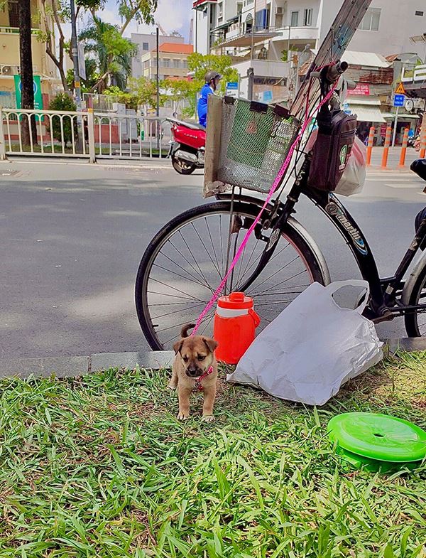 Cụ ông bán vé số được tặng chú chó mới sau khi công chúa nhỏ của Sài Gòn qua đời-3