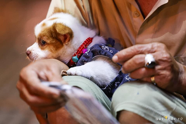 Cụ ông bán vé số được tặng chú chó mới sau khi công chúa nhỏ của Sài Gòn qua đời-5