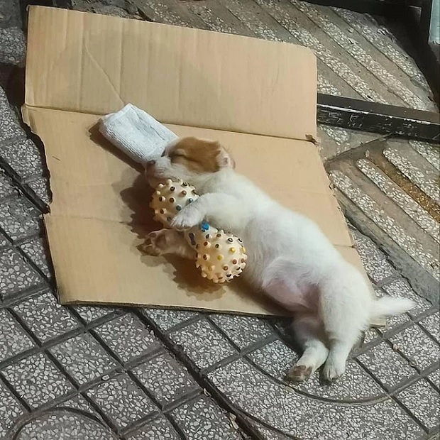 Cụ ông bán vé số được tặng chú chó mới sau khi công chúa nhỏ của Sài Gòn qua đời-8