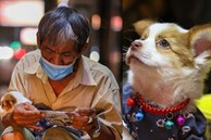 Cụ ông bán vé số được tặng chú chó mới sau khi 'công chúa nhỏ của Sài Gòn' qua đời
