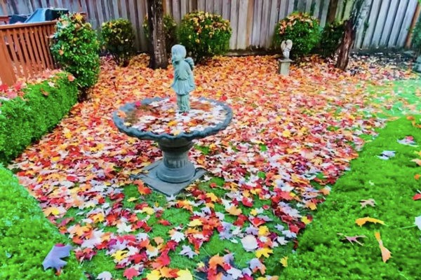 Không gian sống như vườn cổ tích của ca sĩ Mạnh Quỳnh-4