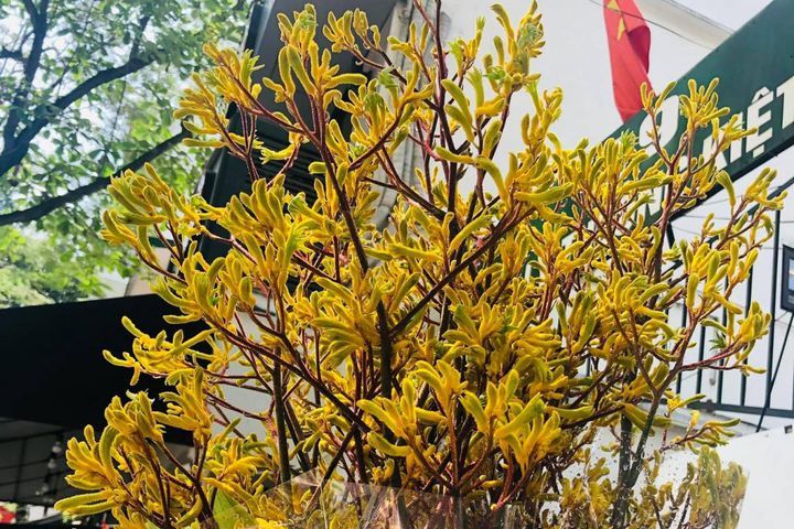 Hẳn chị em chưa biết loài hoa lạ đang được săn lùng hiện tại mang tên sừng hươu-1