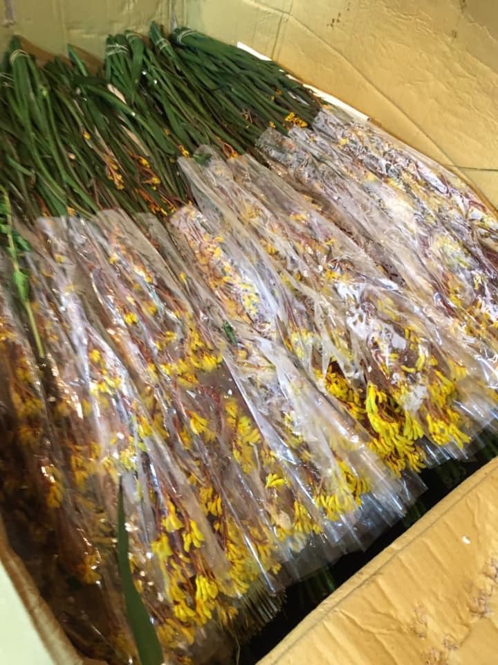 Hẳn chị em chưa biết loài hoa lạ đang được săn lùng hiện tại mang tên sừng hươu-3