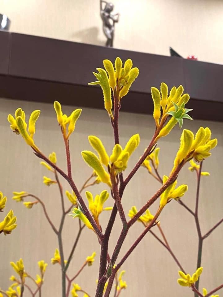 Hẳn chị em chưa biết loài hoa lạ đang được săn lùng hiện tại mang tên sừng hươu-4