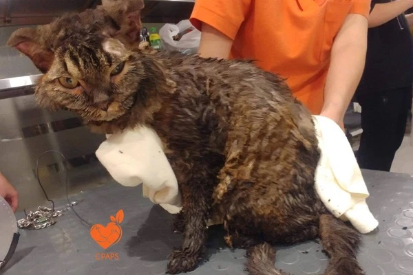 Vụ thanh niên thiêu sống chú mèo ở Hà Nội: Trạm cứu hộ từ chối mong muốn của nữ chủ nhân-2